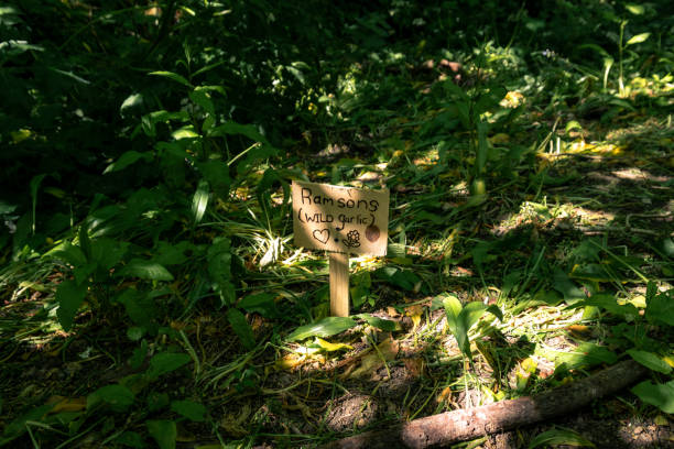 istock Wild Garlic sign along footpath in Countryside 1249124735