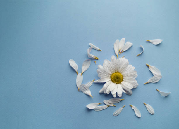 istock A white beautiful flower on the blue background. 1249124737