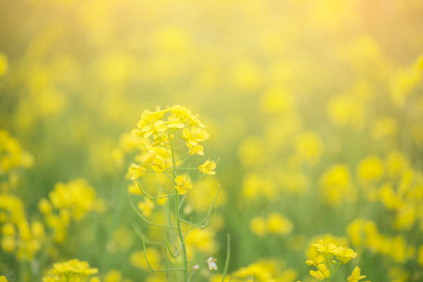 istock Cantonese Yellow flower background on springtime, 1249124957