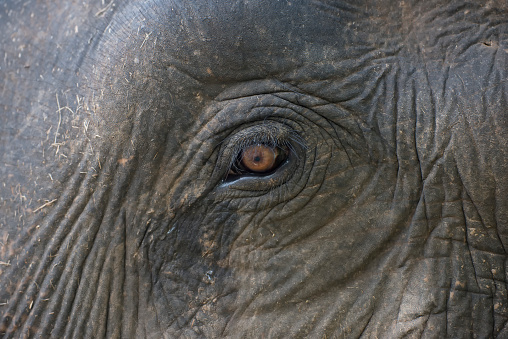 A close up portrait of an African elephant eye captured in the forest of Lake Manyara National Park - Tanzania