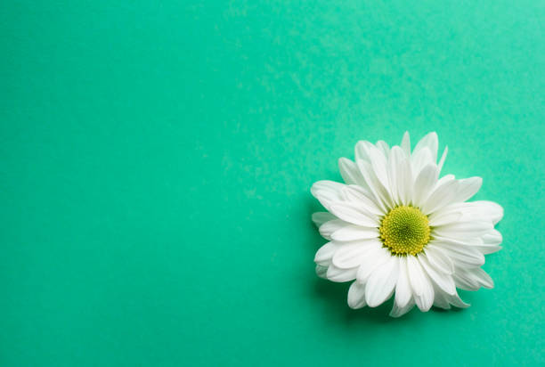 A white beautiful flower on the mint background. Space for text.