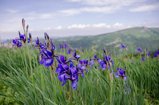 Many wild blue flowers de luce in beautiful mountains on the background
