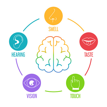 Five human senses icon set. Vector isolated illustration of human perception. Taste, touch, hearing, smell and vision. Sensory organs. Brain icon
