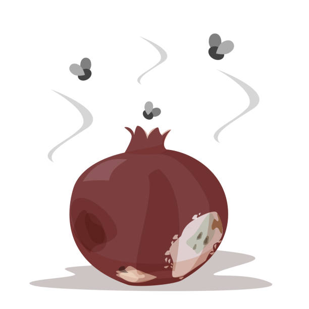 Rotten pomegranate vector isolated Rotten pomegranate vector isolated. Poisonous fruit, food waste. Damaged, bruised product with mold on it. Insect flying around the pomegranate. bruised fruit stock illustrations
