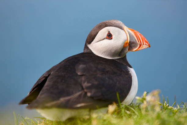 istock Puffin on Mykines cliffs and blue background. Faroe birdlife 1249140490