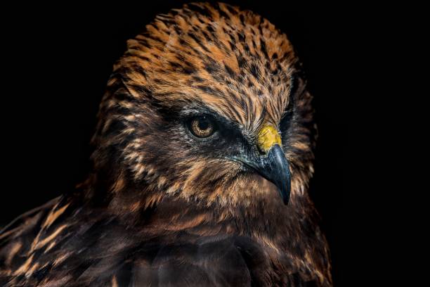 istock Close-up portrait of Red Tailed Hawk 1249141935
