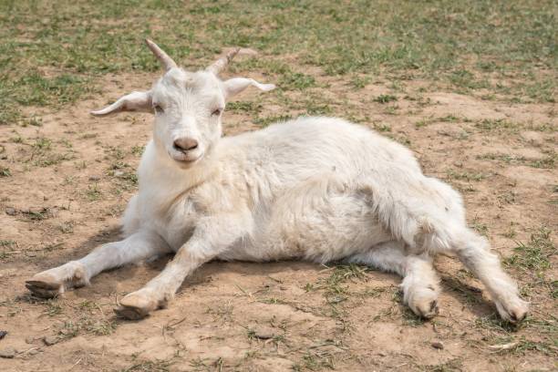istock Cute white goat lying on the ground 1249141948