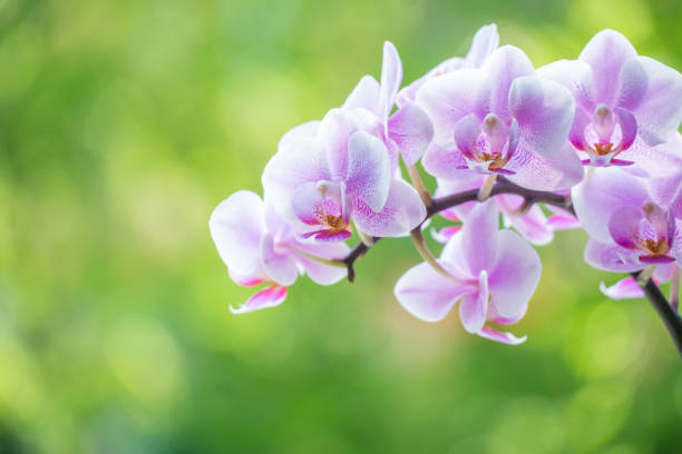 Bunch of dark pink orchid flowers set against black and green background