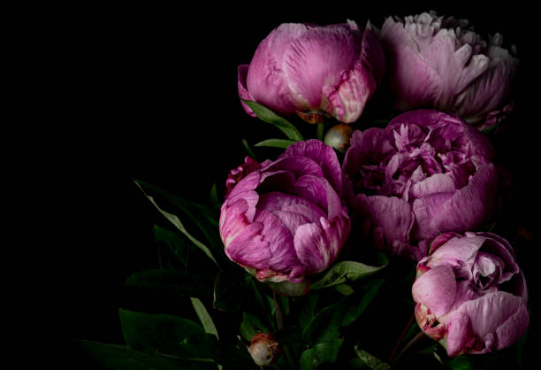 istock Bouquet of pink peonies 1249145474
