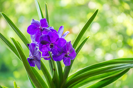 Blue Vanda orchid named New Blue