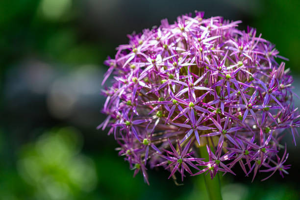 Closeup of purple Alium Giganteum flowers with background of green garden plants