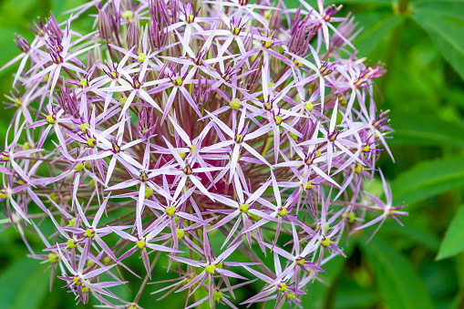 Flores púrpuras de cebolla photo