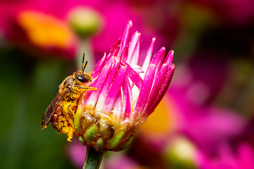 Pollen-laden Bee on Painted Daisy flower