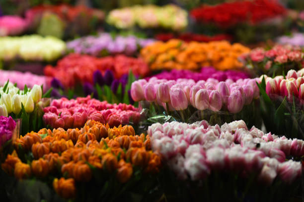 istock Multi-colored bouquets of tulips 1249147532