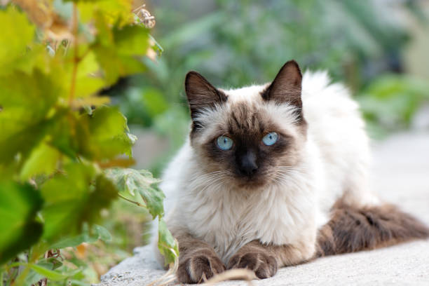 istock Cute kitten with blue eyes sits in the garden 1249150220