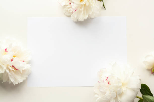istock White peonies on beige background 1249151354