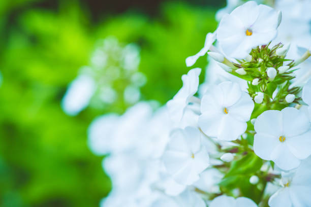 Backyard Phlox in bloom