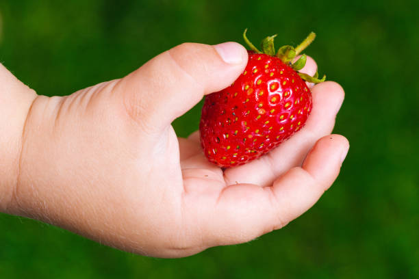 istock Strawberries in the hands of a child 1249152182