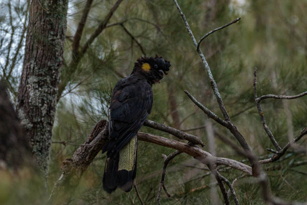 Yellow-tailed Black Cockatoo in a conifer tree