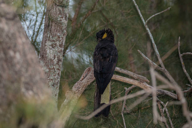 istock Yellow-tailed Black Cockatoo in a conifer tree 1249152503