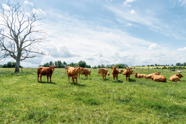 370+ Alta Saona Immagine Foto stock, immagini e fotografie royaltyfree