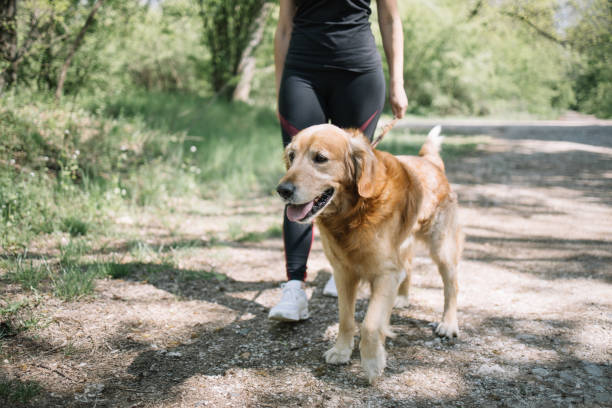 istock Female legs with dog on forest road 1249155355