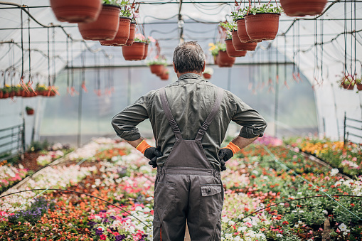 One senior man standing in flower greenhouse, rear view.