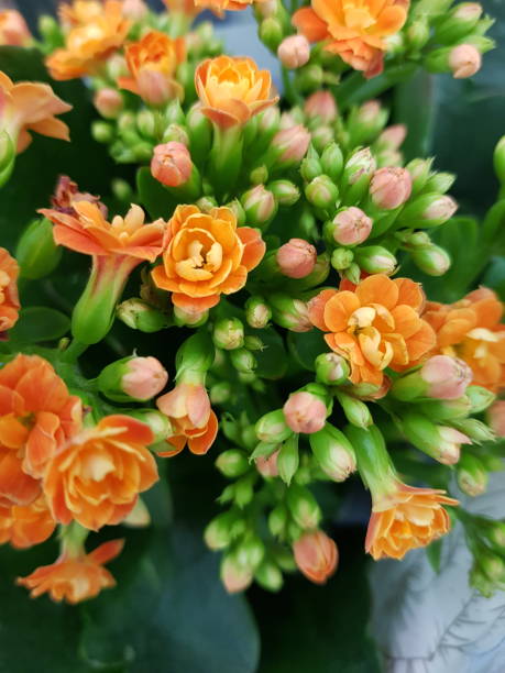 istock Flower beauty 1249156585