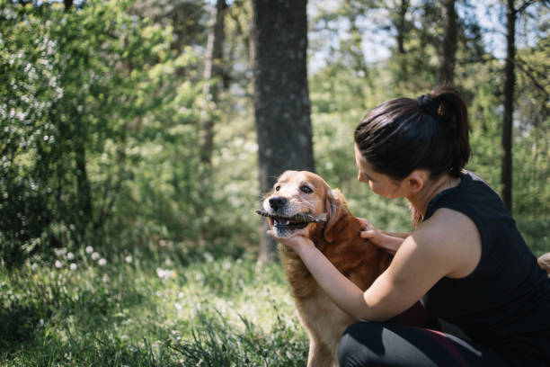 istock Cute dog eating wood crust while standing in nature 1249156869