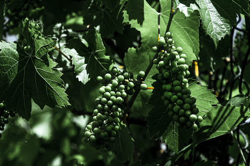 Bunch of grapes growing on a vine