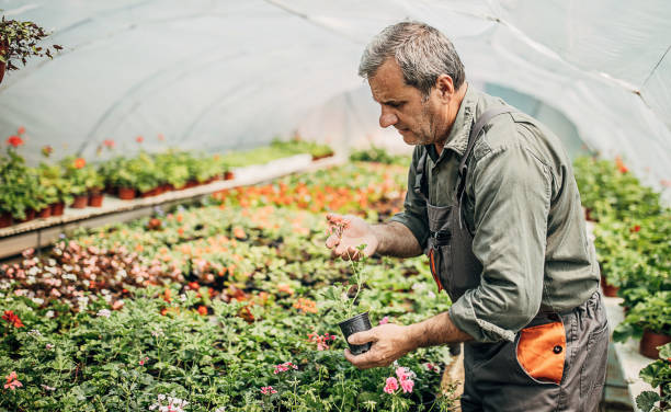istock Man nursing flowers in greenhouse 1249158442