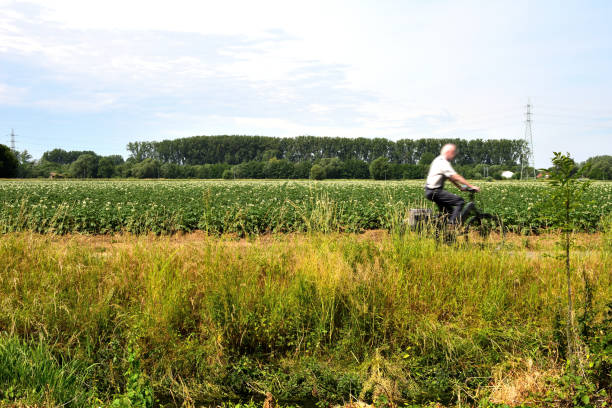 サイクルで人々に乗る。背景農地。 - spring tree landscape development ストックフォトと画像