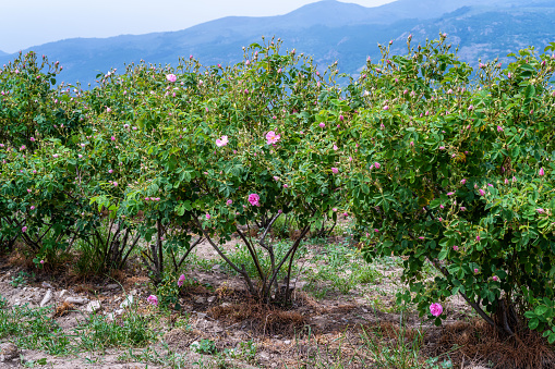 Beautiful view of blooming bushes of  pink oil-bearing rose (Rosa Damascena) in the rose fields near Kazanlak, Bulgaria.
