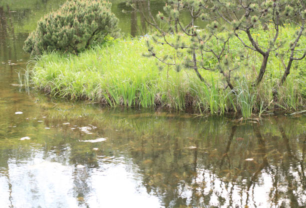 The young pine handmade  forest  grows on the bank of a green rural pond. Sunny June dau outdoor panoramic landscape