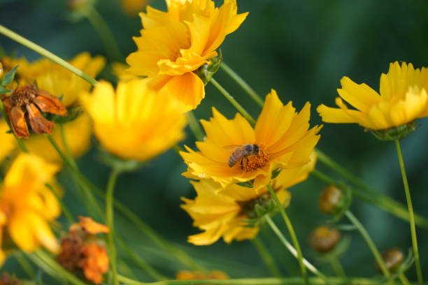 istock Bee eating time in the golden wave flowers 1249162153