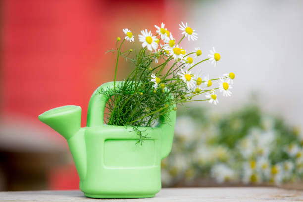 istock Chamomile flower in a pot 1249162290