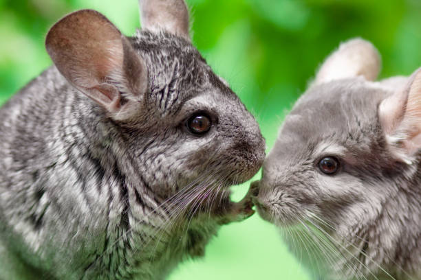 coppia di simpatici cincillà grigio seduti su sfondo di colore verde con foglie, adorabili animali domestici e concetto di natura, due roditori soffici di razza - groping foto e immagini stock