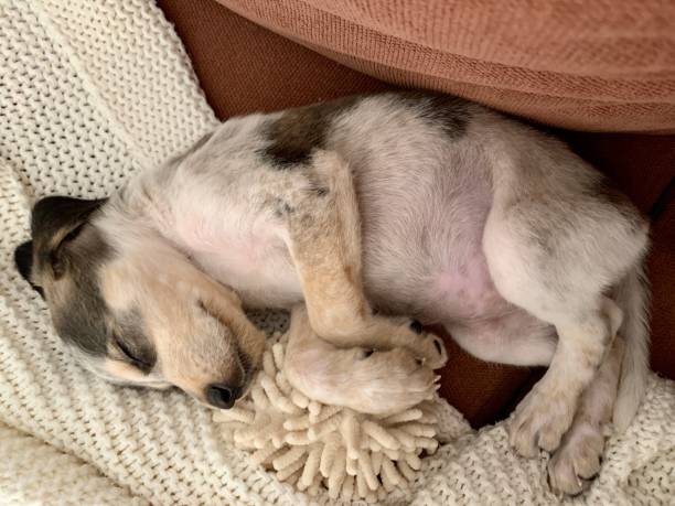 istock Cute puppy sleeping on the sofa 1249163371