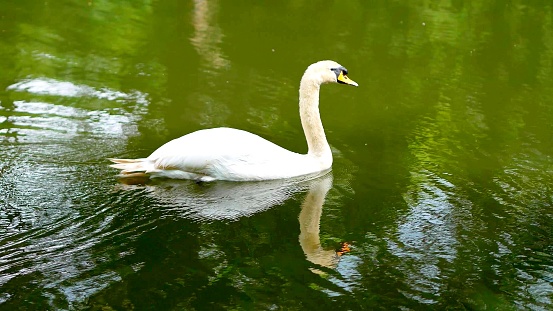 A beautiful swan on a quiet lake of a park