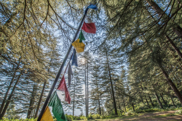 istock Prayer flags in Deodar (Cedar) forest in the morning in Pithoragarh, Uttarakhand, India 1249163771