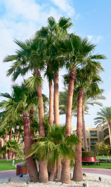istock palm trees grow on the coast 1249164675