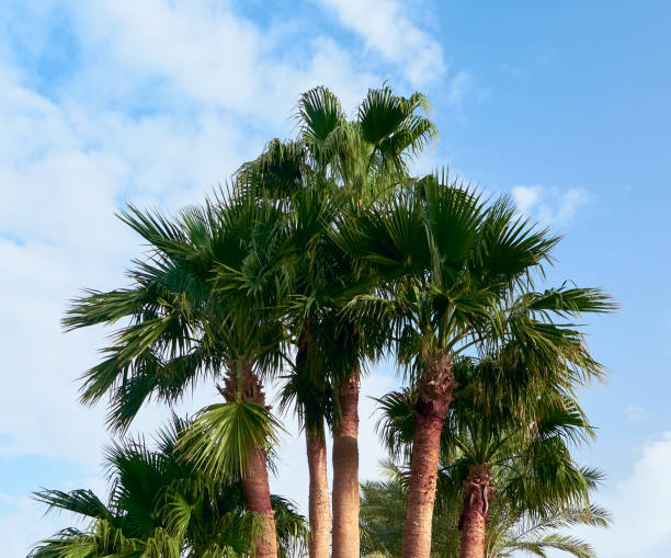 istock palm trees grow on the coast 1249164721