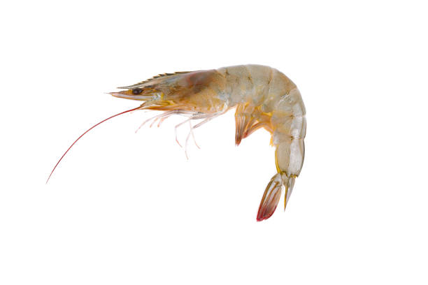 istock Fresh raw shrimp isolated on white background. 1249165043