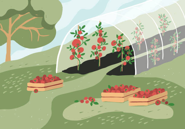 illustrations, cliparts, dessins animés et icônes de paysage de jardin avec la serre de tomate et les boîtes en bois avec des légumes - greenhouse industry tomato agriculture