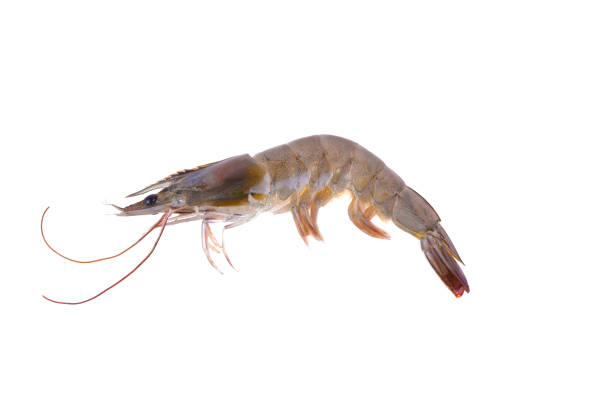 istock Raw shrimp isolated on white background 1249167020