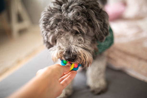 istock Unrecognizable person showing toy to a dog 1249167659
