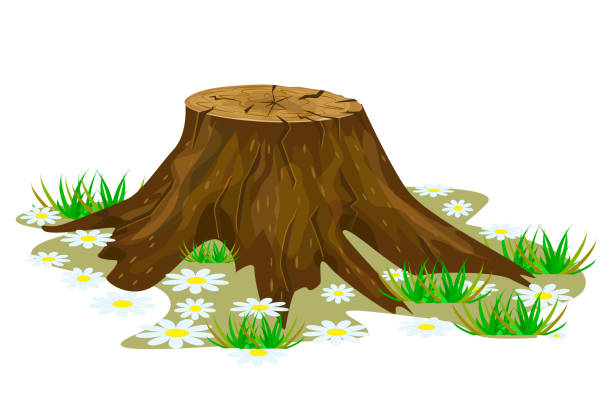 ilustrações de stock, clip art, desenhos animados e ícones de tree stump isolated on white background. - cutting tree moving down bark