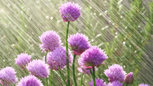 Lush flowering chives, early morning
