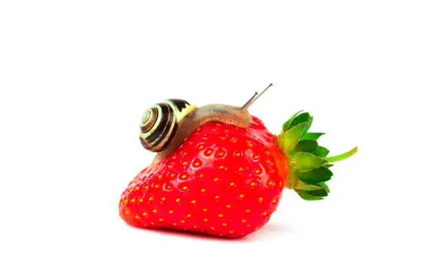 Photo of Snail streaking towards red fresh strawberry isolated on white. Selective focus. Modern beauty, alternative medicine or food concept
