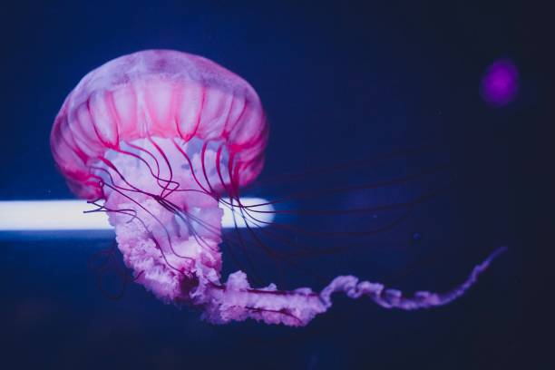 rosa quallen - jellyfish translucent sea glowing stock-fotos und bilder